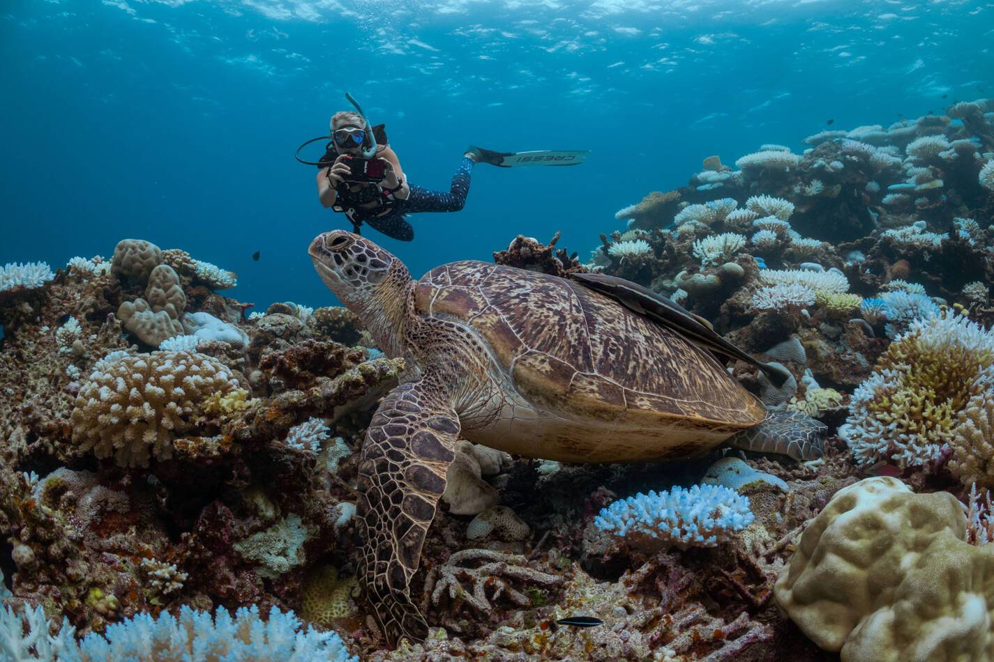 Six Senses  Laamu Plongée Tortue